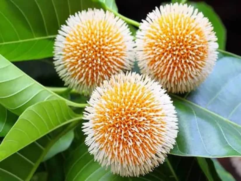 বাড়িতে জগন্নাথদেবের বিগ্রহ বা ছবি থাকলে সেখানে নিবেদন করুন কদমফুল। তাহলে প্রভু জনন্নাথদেেবর আশীর্বাদে দূর হবে জীবনের সব বাধা বিঘ্ন ও বিপদ।