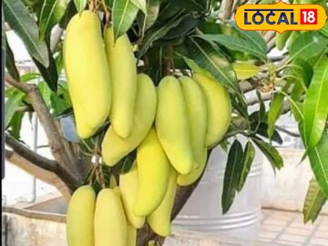 কলার