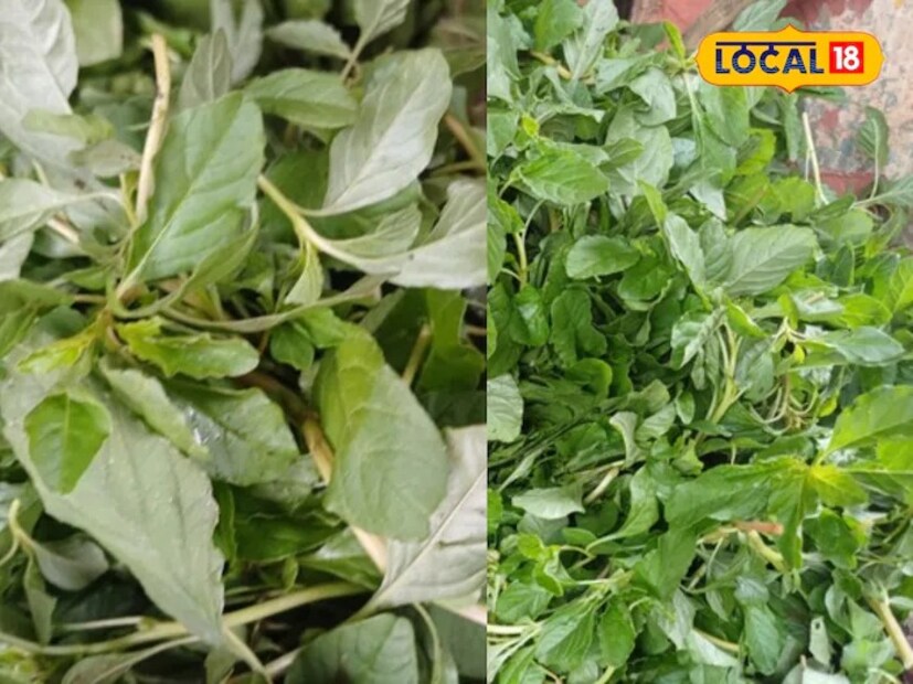 ডা. দীক্ষিত বলেন যে, নটে শাক খুবই সুস্বাদু। ফলে মানুষ এই শাক খেতে খুবই পছন্দ করেন। আর সবথেকে বড় কথা হল, ঔষধি গুণে ভরপুর এই শাক শরীরের রোগ প্রতিরোধ ক্ষমতা শক্তিশালী করতে সাহায্য করে। নটে শাক খেলে দেহের হাড় আরও মজবুত হয়।