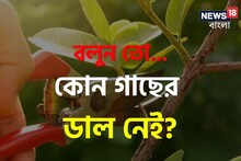 চারিদিকে তো এত গাছ! বলুন তো কোন গাছে ডাল থাকে না? আশেপাশেই কিন্তু আছে