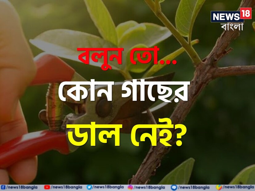 পাতা, ফুল, ফলে ভরে থাকে  সুপারি গাছ, নারিকেল গাছ, কলা গাছ। এই তিনটি গাছই আমরা আমাদের আশপাশে দেখতে পাই।