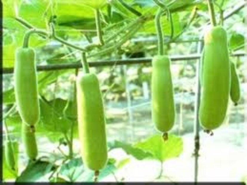 জলীয় ভাবের জন্য শরীরকে সুশীতল করে লাউ। ডিহাইড্রেশন হতে দেয় না। লাউয়ে ক্যালোরির পরিমাণ খুবই কম।