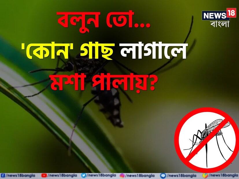 বর্ষাকালে একদিকে যেমন বাড়ে সাপ খোপের উপদ্রব, তেমন আবার টিকতে দেয় না মশা বাবাজীবন। একটু বিকেল গড়ালেই ছেঁকে ধরে রক্তচোষার দল। এদিকে মশা তাড়াতে দামি দামি কয়েল-স্প্রে সব প্রায় ফেল করে যায় ডাকাবুকো মশাদের উপদ্রবে।