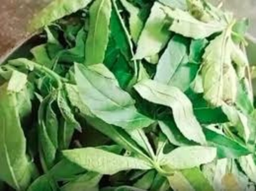 পেটের সুস্বাস্থ্য বজায় রাখতে টক পালং জুড়িহীন। বর্ষায় বদহজম সংক্রান্ত সমস্যা দূর করে এই ভেষজ।