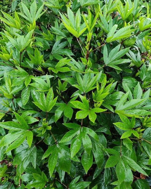 ফোলিক অ্যাসিড এবং আয়রনে ভরপুর এই শাক রান্না করা সহজ। হজম হতেও সমস্যা হয় না। 