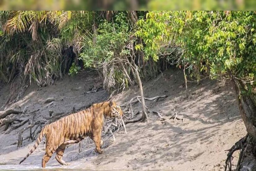 গত বছর সুন্দরবনে বার্ষিক ব্যাঘ্রশুমারি শুরু হয়। দেশজুড়ে রাজ্যভিত্তিক বাঘগণনার অংশ ছিল এই উদ্যোগ।