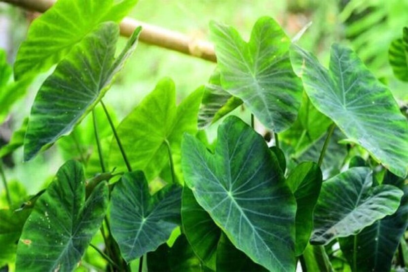চিকিৎসক খুল্লার বলেন, কচু পাতা খাওয়ার আগে কিছু বিষয় মাথায় রাখা জরুরি।
 কচু পাতা কখনই কাঁচা খাওয়া উচিত নয়, অন্যথায় স্বাস্থ্যের মারাত্মক ক্ষতি হতে পারে। এই পাতা সব সময় সেদ্ধ করে বা ভাল করে রান্না করে খাওয়া উচিত।