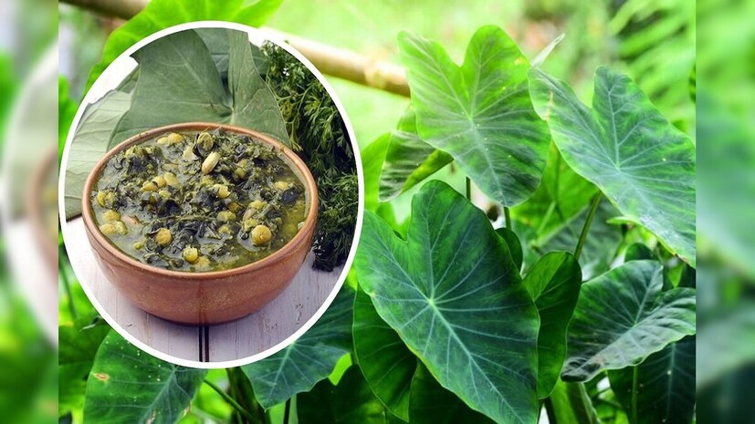 ডা. খুল্লার বলেন, এই পাতা আপনার রোগ প্রতিরোধ ক্ষমতা বাড়াতে পারে। এক কাপ কচু পাতা খেলে প্রতিদিনের ভিটামিন সি এর চাহিদা পূরণ হয়। এটি কার্যকরভাবে ইমিউন সিস্টেমকে শক্তিশালী করতে পারে। বিভিন্ন রোগ থেকে শরীরকে রক্ষা করতে এবং সার্বিক স্বাস্থ্য ভাল রাখতে এই পাতাগুলো খুবই কার্যকরী।