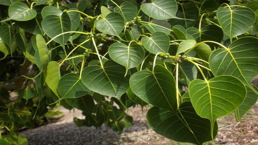 সাধারণটি বট গাছ ও রাজা গাছ অর্থাৎ আম গাছকে ভারতীয় সংস্কৃতি, ধর্ম এবং দৈনন্দিন জীবনে একটি গুরুত্বপূর্ণ স্থান দেওয়া হয়েছে। এছাড়াও, এই দুই গাছই এদের নির্দিষ্ট বৈশিষ্ট্যগুলির জন্য সুপরিচিত।