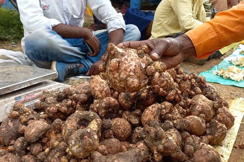 শরীরে হরমোনের ভারসাম্য রক্ষা করে ওল। তাই মহিলাদের জন্য এই সবজি খুবই প্রয়োজনীয়। ইস্ট্রোজেন হরমোনের মাত্রা শরীরে বাড়িয়ে তোলে ওল। ভিটামিন বি-৬ সমৃদ্ধ এই সবজি পিএমএস সিন্ড্রোম সমস্যা নিয়ন্ত্রণ করে।