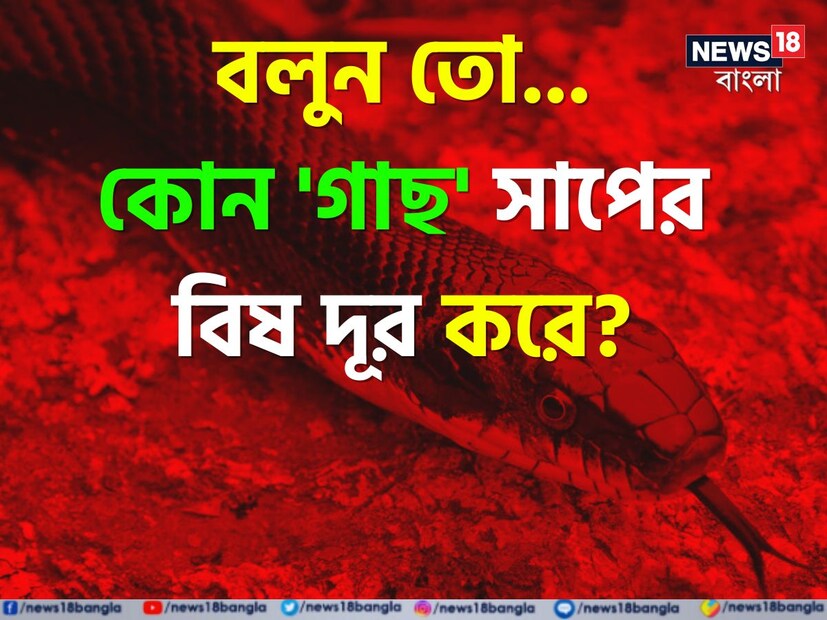 বর্ষাকালে অনেক সময় নিশ্চয়ই শুনেছেন যে ঘরে সাপের উপদ্রব বাড়তে থাকে। গ্রামে গঞ্জে হোক বা শহরে, ঘরে সাপের ঢুকে আসা ও সাপের কামড়ের ঘটনা প্রায়ই শোনা যায় এই মরশুমে।