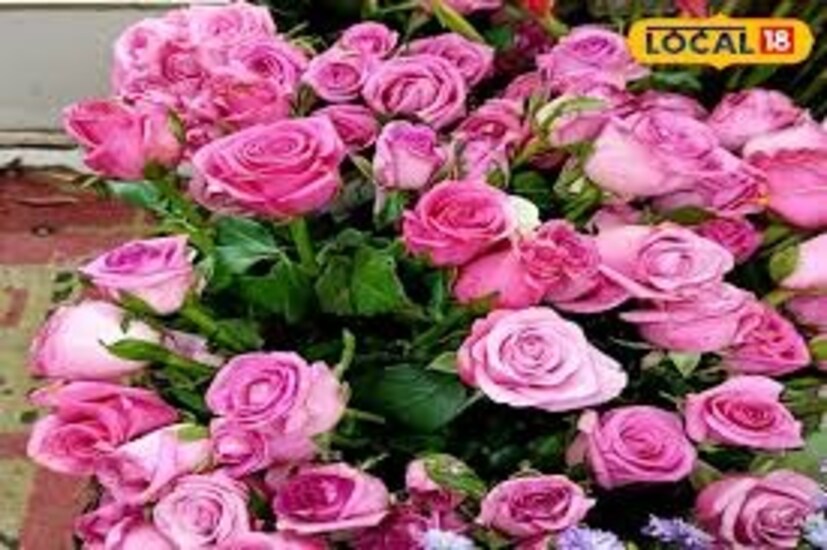টবের মাটি তৈরি করার জন্য দোআঁশ মাটি, গোবর সার, পাতা পচা সার, বালি, সরষের খোল, সামান্য ডিমের খোসা গুঁড়ো মিশিয়ে প্রায় এক সপ্তাহ রেখে দিন। মাঝে মাঝে ব্যবহৃত চা পাতা শুকনো করে মাটিতে মিশিয়ে রাখতে হবে।