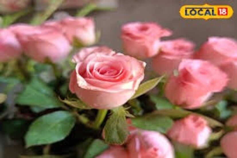 চারা বসানোর আগে মরা ডালপালা ছেঁটে দিন। দু-তিনদিন অন্তর অন্তর জল দিতে হবে। জল দেওয়ার সময় খেয়াল রাখতে হবে গাছের গোড়ায় যেন কখনওই জল জমে না থাকে। মাঝে মাঝে গাছ কেটে দেওয়ার পরে গাছ থেকে কিছুটা দূরে চারিদিকে গোবর সার দিয়ে দিতে হবে।