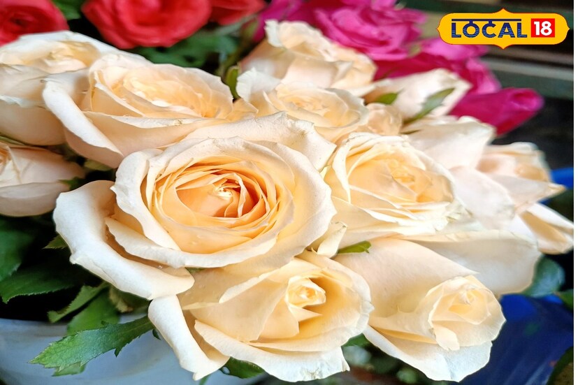 তিনি বলেন, মূলত অক্টোবর থেকে ফেব্রুয়ারি মাস পর্যন্ত গোলাপের চারা রোপণের উপযুক্ত সময়। আট ইঞ্চি টব নিতে হবে। ছয় থেকে আট ঘণ্টা রোদ পায় এমন স্থানে রাখতে হবে। তবে গ্রীষ্মকালের প্রখর রোদ থেকে গাছ বাঁচানোর জন্য মাঝেমাঝে ছায়ায় রাখুন।