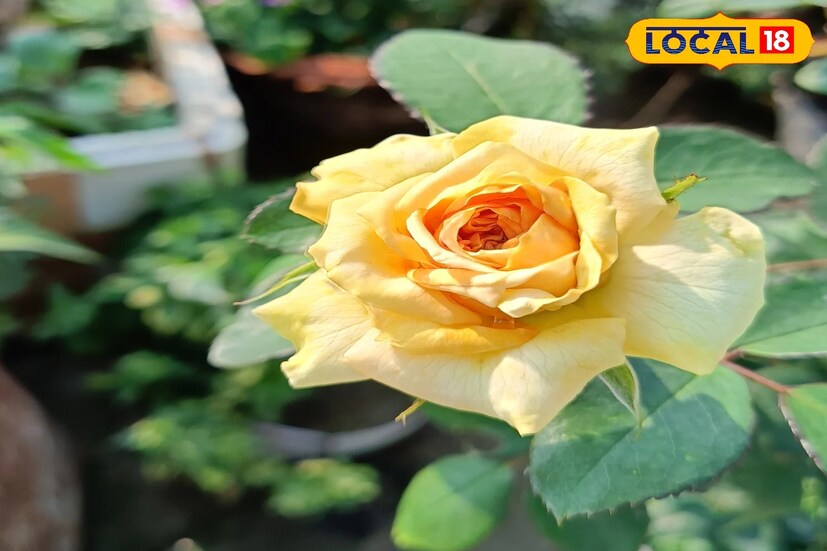 উত্তরবঙ্গ থেকে জাতীয় স্তরে পুষ্প প্রতিযোগিতায় অংশগ্রহণ করতে গিয়েছিলেন পুলকবাবু। তবে তিনি মাটির মধ্যে এত গোলাপ ফুল ফুটিয়ে সত্যি অবাক করেছেন সকলকে। তাঁর টবের গাছে প্রায় ১৭০ টি গোলাপ ফুটেছে।