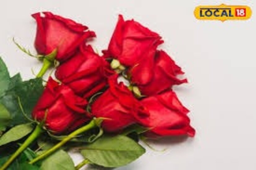 তাঁর কথায়, গোলাপ ফুল চাষ করতে একটু ধৈর্যের দরকার। সঠিক পরিচর্যা করলে বাড়িতে একটি গাছেই প্রায় ১০০ গোলাপ ফুটবে।