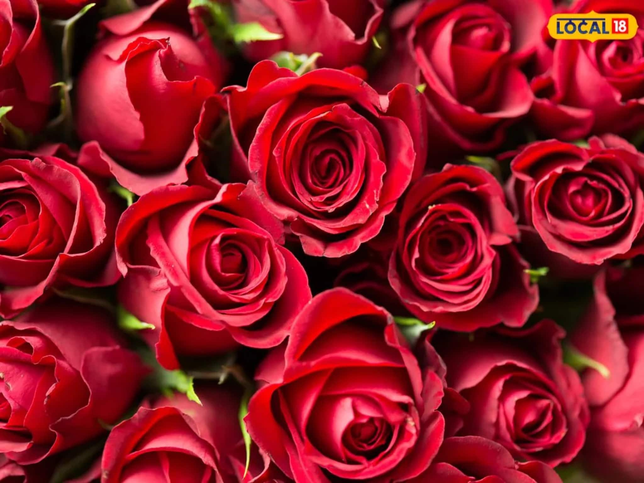 ভ্যালেন্টাইন্স ডে-তে হুড়মুড়িয়ে বাড়বে গোলাপের দাম, প্রেমিক-প্রেমিকার হাতে তুলে দিতে কত