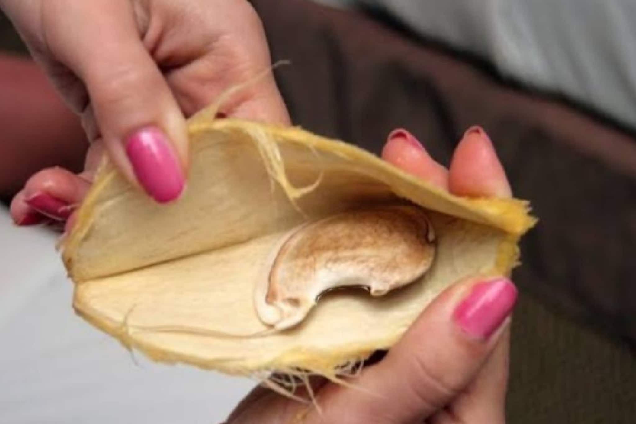 আম খেয়ে আঁটি ফেলে দেন? জমিয়ে রাখলে ব্যবসা করতে পারেন, জানেন কি?