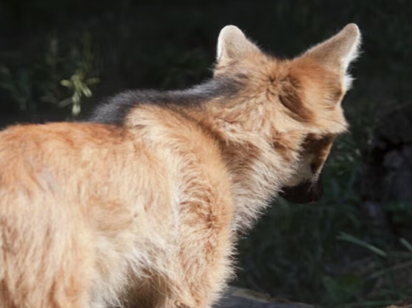পৃথিবীতে এমন কোনও প্রাণী নেই যার গলায় বেল্ট পরায়নি মানুষ। এমনকী বনের বাঘ, সিংহ, চিতাকেও পোষ মানিয়েছে। কিন্তু অনেকেই জানেন না, বনের একটা প্রাণী আজ পর্যন্ত মানুষের দাসত্ব স্বীকার করেনি। অনেক চেষ্টা করেও পোষ মানানো যায়নি তাকে। এই নিয়ে চালু রয়েছে অনেক কিংবদন্তিও।