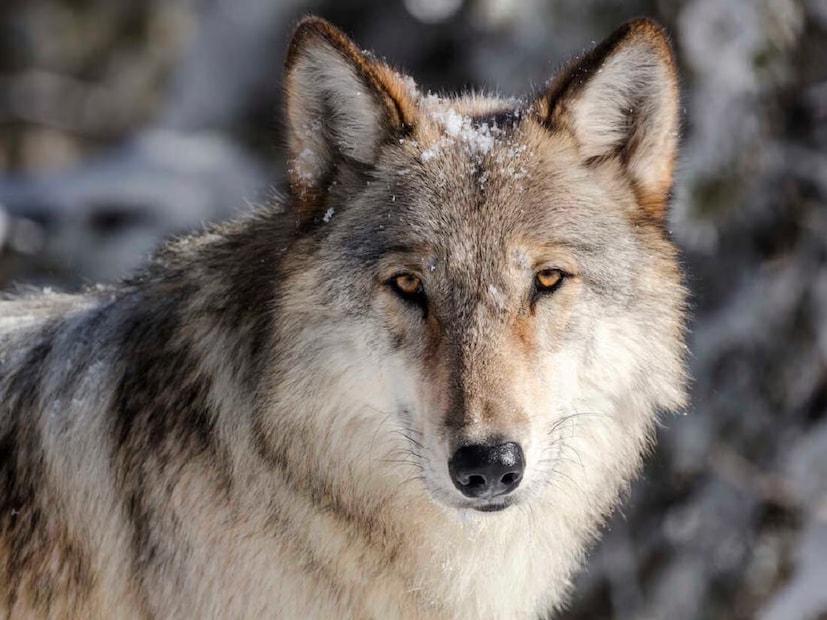 স্বপ্নিল বলছেন, নেকড়ে এমন প্রাণী যাকে মানুষ অনেক চেষ্টা করেও পোষ মানাতে পারেনি। এরা দল বেঁধে থাকে। পরিবারের খেয়াল রাখে। দলে বড়দের সম্মান করে। অনেকটা মানুষের মতোই। একটি প্রাপ্তবয়স্ক নেকড়ের ৪২টি দাঁত থাকে। সেগুলো এতটাই শক্তিশালী যে বড় হাড় অনায়াসে চিবিয়ে খেয়ে নিতে পারে।