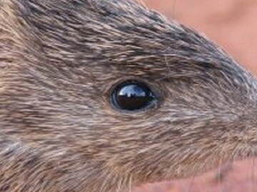 পৃথিবীর একমাত্র প্রাণী, শুধু অতিরিক্ত যৌনতার কারণে যারা লুপ্ত হওয়ার পথে! পৃথিবীর একমাত্র প্রাণী, শুধু অতিরিক্ত যৌনতার কারণে যারা লুপ্ত হওয়ার পথে!