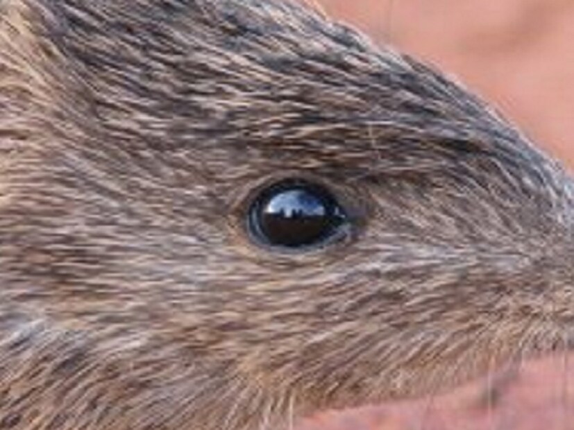 শুধুমাত্র অতিরিক্ত সময় যৌন মিলনের ফলে বিলুপ্ত হয়ে যেতে পারে একটি প্রাণী। অস্ট্রেলিয়ায় বসবাসকারী একটি ইঁদুরজাতীয় মারসুপিয়াল প্রাণীর ক্ষেত্রে এমনটাই ঘটছে বলে জানিয়েছেন বিজ্ঞানীরা। তবে সব ধরনের নয়, শুধুমাত্র অ্যান্টিচিনাস মারসুপিয়ালগুলির ক্ষেত্রেই এরকম হচ্ছে। শুধুমাত্র অতিরিক্ত সময় যৌন মিলনের ফলে বিলুপ্ত হয়ে যেতে পারে একটি প্রাণী। অস্ট্রেলিয়ায় বসবাসকারী একটি ইঁদুরজাতীয় মারসুপিয়াল প্রাণীর ক্ষেত্রে এমনটাই ঘটছে বলে জানিয়েছেন বিজ্ঞানীরা। তবে সব ধরনের নয়, শুধুমাত্র অ্যান্টিচিনাস মারসুপিয়ালগুলির ক্ষেত্রেই এরকম হচ্ছে।