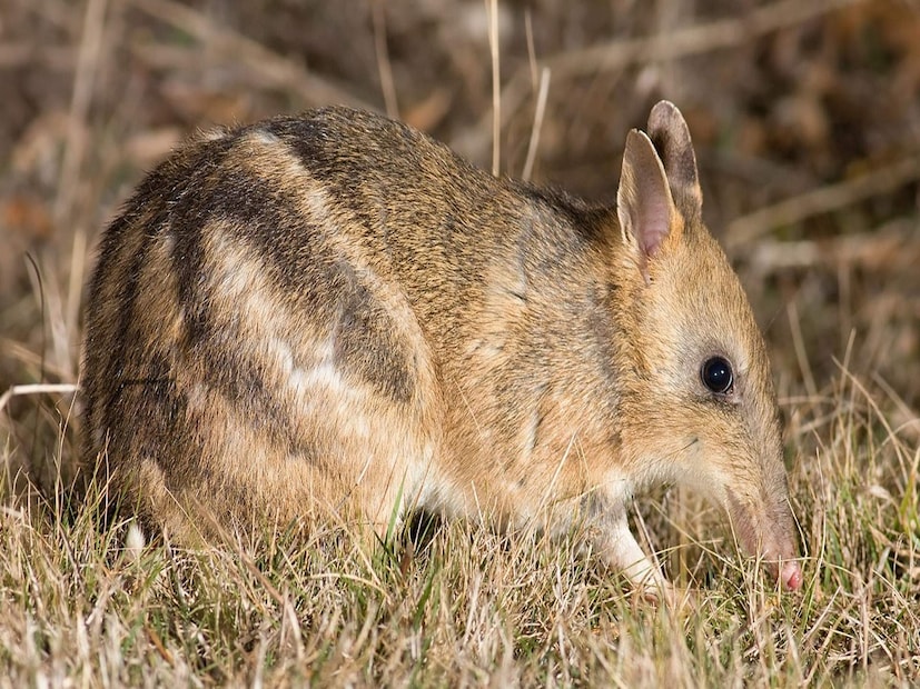 ২০১৩ সালে ১৫টি প্রাণীর অস্তিত্বের কথা জানা যায়। কিন্তু এদের ‘সুইসাইডাল মেটিং’-এর কারণেই অস্তিত্ব বিপন্ন হওয়ার মুখে এরা।