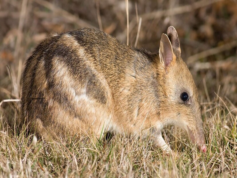 কালো লেজের ধূসর অ্যান্টিচিনাস আর রুপোলি মাথা অ্যান্টিচিনাস- এই দুটি প্রজাতির পুরুষদের ক্ষেত্রেই এমন নিদর্শন দেখতে পেয়েছেন বিজ্ঞানীরা।