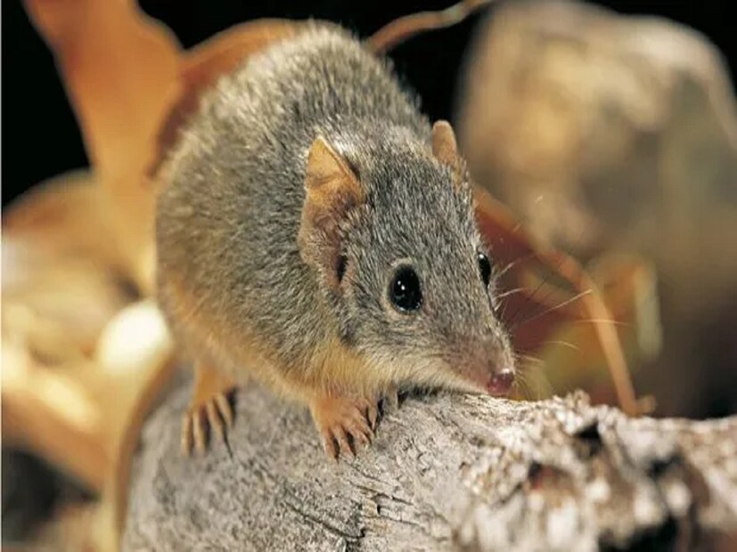 এতক্ষণ যৌন সম্পর্কের ফলে বিপজ্জনক পরিমাণে টেস্টোস্টেরন হরমোন নিঃসরণ হয়। একের পর এক অঙ্গপ্রত্যঙ্গ অকেজো হতে থাকে, গায়ের লোম উঠে যেতে থাকে। কিন্তু তাতেও এরা যৌনতার দিকে থেকে অতৃপ্ত থেকে যায়।