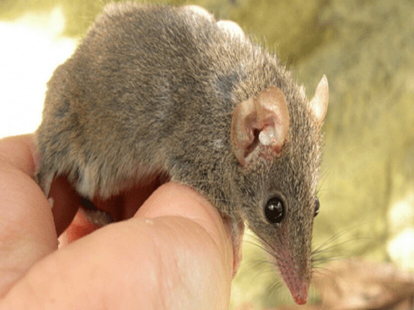 এর ফলে শরীরের রোগ প্রতিরোধ ক্ষমতা প্রায় থাকে না এই প্রাণীগুলির, জানান কুইন্সল্যান্ড বিশ্ববিদ্যালয়ের অধ্যাপক অ্যান্ড্রু বেকার। বেশির ভাগ ক্ষেত্রে দুই এক বার ভয়ঙ্কর এই মিলনের পরই মৃত্যু হয় পুরুষটির। জীবনচক্র এক বছরও গড়ায় না।