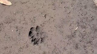 এই পায়ের ছাপ ঘিরেই আতঙ্ক৷ 