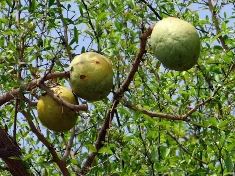 মিরচিলাল জানান, এরপর বেল চিনির রসে দেওয়া হয়। এই প্রক্রিয়া প্রায় তিন দিন চলে। এক সপ্তাহের মধ্যে বেলের মোরব্বা প্রস্তুত। মোরব্বাকে নষ্ট হতে না দিতে এতে সোডিয়াম বেনজয়েট যোগ করা হয়।