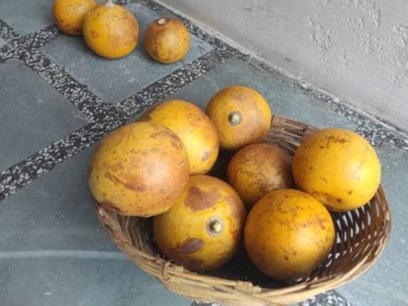 প্রশিক্ষণ কেন্দ্রের ইনচার্জ মিরচিলাল শর্মা লোকাল 18-কে বলেন, ‘‘মোরব্বা তৈরি করতে কাঁচা বেল লাগে। প্রথমে কাঁচা বেলের খোসা ছাড়িয়ে নেওয়া হয়। মোরব্বা তৈরি করতে যে পরিমাণ বেল লাগবে, চিনিও ঠিক ততটাই দিতে হবে।’’