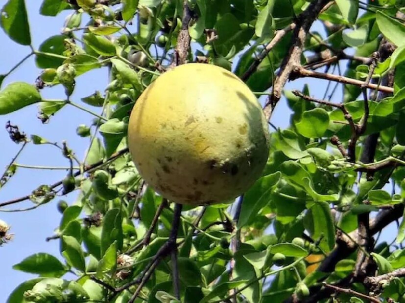 আসলে এই বেলের মোরব্বা স্বাস্থ্যের জন্য বড়ই উপকারী। এতে আছে অনেক গুণ। সরকারি ফল সংরক্ষণ কেন্দ্রের প্রাঙ্গণে অবস্থিত প্রশিক্ষণ কেন্দ্রে এই বিশেষ মোরব্বা তৈরি করা হচ্ছে। এই মোরব্বা কীভাবে তৈরি হয়, সেটাও আমরা তাদের কাছ থেকেই জেনে নেব।