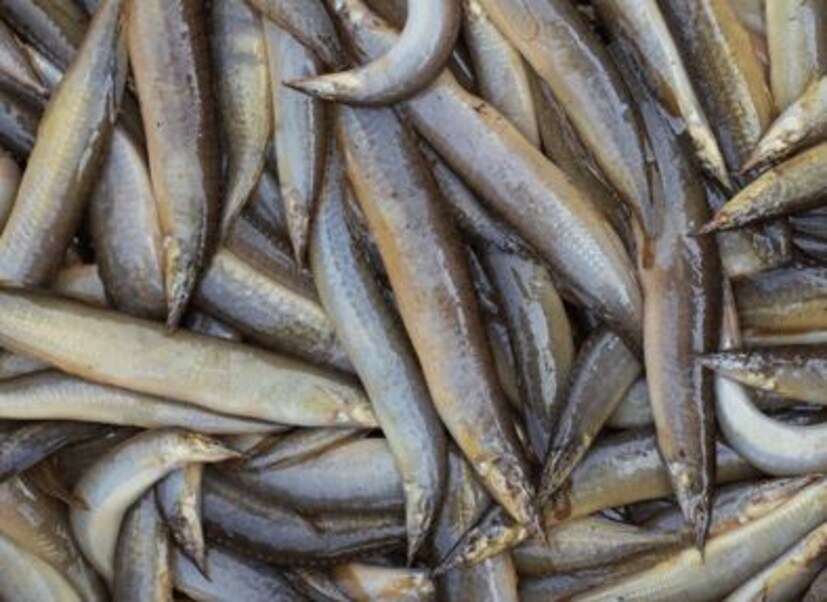 রোজ একঘেয়ে রুই-কাতলা মাছের কালিয়া, ঝোল খেতে কার ভাল লাগে! আবার অনেকেই দামি ইলিশ, ভেটকি বা রুই-কাতলা মাছ ছাড়া অন্য ছোট মাছ পছন্দ করেন না। এবার সহজপ্রাপ্য বান মাছ দিয়েই বানিয়ে নিতে পারেন একটু অন্যরকম পদ বান মাছের ঝাল। অফিসের তাড়াহুড়োয় চটজলদি একবার বানিয়ে খেলে বারবার খেতে ইচ্ছা করবে এই বান মাছের ঝাল। (সুস্মিতা গোস্বামী) রোজ একঘেয়ে রুই-কাতলা মাছের কালিয়া, ঝোল খেতে কার ভাল লাগে! আবার অনেকেই দামি ইলিশ, ভেটকি বা রুই-কাতলা মাছ ছাড়া অন্য ছোট মাছ পছন্দ করেন না। এবার সহজপ্রাপ্য বান মাছ দিয়েই বানিয়ে নিতে পারেন একটু অন্যরকম পদ বান মাছের ঝাল। অফিসের তাড়াহুড়োয় চটজলদি একবার বানিয়ে খেলে বারবার খেতে ইচ্ছা করবে এই বান মাছের ঝাল। (সুস্মিতা গোস্বামী)