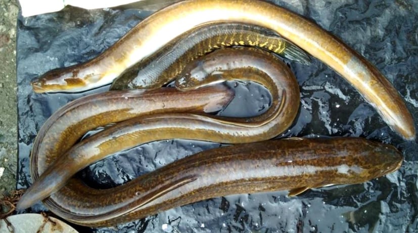 প্রথমেই মাছগুলোকে সাইজ অনুযায়ী ছোট ছোট টুকরো করে নিতে হবে। কড়াইতে সরষের তেল গরম করে নুন হলুদ মাখিয়ে এপিঠ ওপিঠ উল্টে পাল্টে ভালভাবে ভেজে নিতে হবে। তবে খেয়াল রাখবেন কোনভাবেই যেন মাছ ভেঙে না যায়। এবার ওই তেলেই সামান্য গোটা জিরে, এলাচ দারচিনি লবঙ্গ শুকনো লঙ্কা ও তেজপাতা ফোড়ন দিয়ে হালকা নেড়ে নিয়ে তাতে কুঁচিয়ে রাখা পেঁয়াজ দিয়ে ভেজে নিতে হবে।