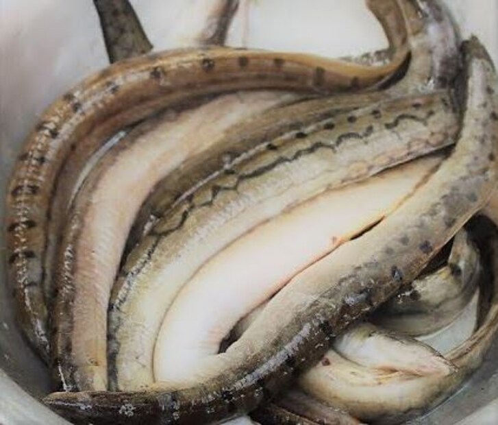 অপরদিকে দু চামচ টক দই ভালভাবে ফেটিয়ে নিয়ে কড়াইয়ের মধ্যে ঢেলে দিতে হবে। এতে রান্নার স্বাদের পাশাপাশি রং টাও ফুঁটে ওঠে। এভাবেই একইসঙ্গে সব মশলা ভালভাবে নেড়ে চেড়ে কষিয়ে নিতে হবে। উপর থেকে ছড়িয়ে দিতে হবে সামান্য চিনি। মশলা কষে গিয়ে তেল ছাড়লে উপর থেকে কিছুটা গরম জল দিয়ে নেড়ে দিতে হবে। ঝোল ফুটে এলে তার মধ্যে একে একে ভেজে রাখা মাছের টুকরো গুলো দিয়ে ফুটিয়ে নিতে হবে। এতে সহজেই মাছের মধ্যে ঝোল ঢুকে গিয়ে স্বাদ বাড়িয়ে তোলে।