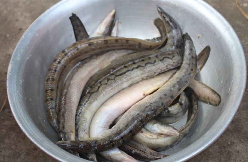 রং পরিবর্তন হয়ে এলে তাতে বেটে রাখা পেঁয়াজ, রসুন, আদা, কাঁচালঙ্কার পেস্ট দিয়ে একটু নেড়ে নিয়ে এবার তাতে একে একে পরিমাণ মতন নুন, লঙ্কার গুঁড়ো, জিরেগুঁড়ো, ধনেগুঁড়ো, কাশ্মীরি লঙ্কার গুঁড়ো, হলুদ ও সামান্য মিট মশলা ছড়িয়ে বেশ ভালভাবে নেড়েচেড়ে কষিয়ে নিতে হবে।