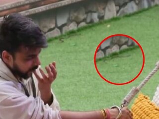 বিগবসের ঘরে সাপ, ভাইরাল ভিডিওতে দেখা গেল ভয়ঙ্কর ঘটনা৷