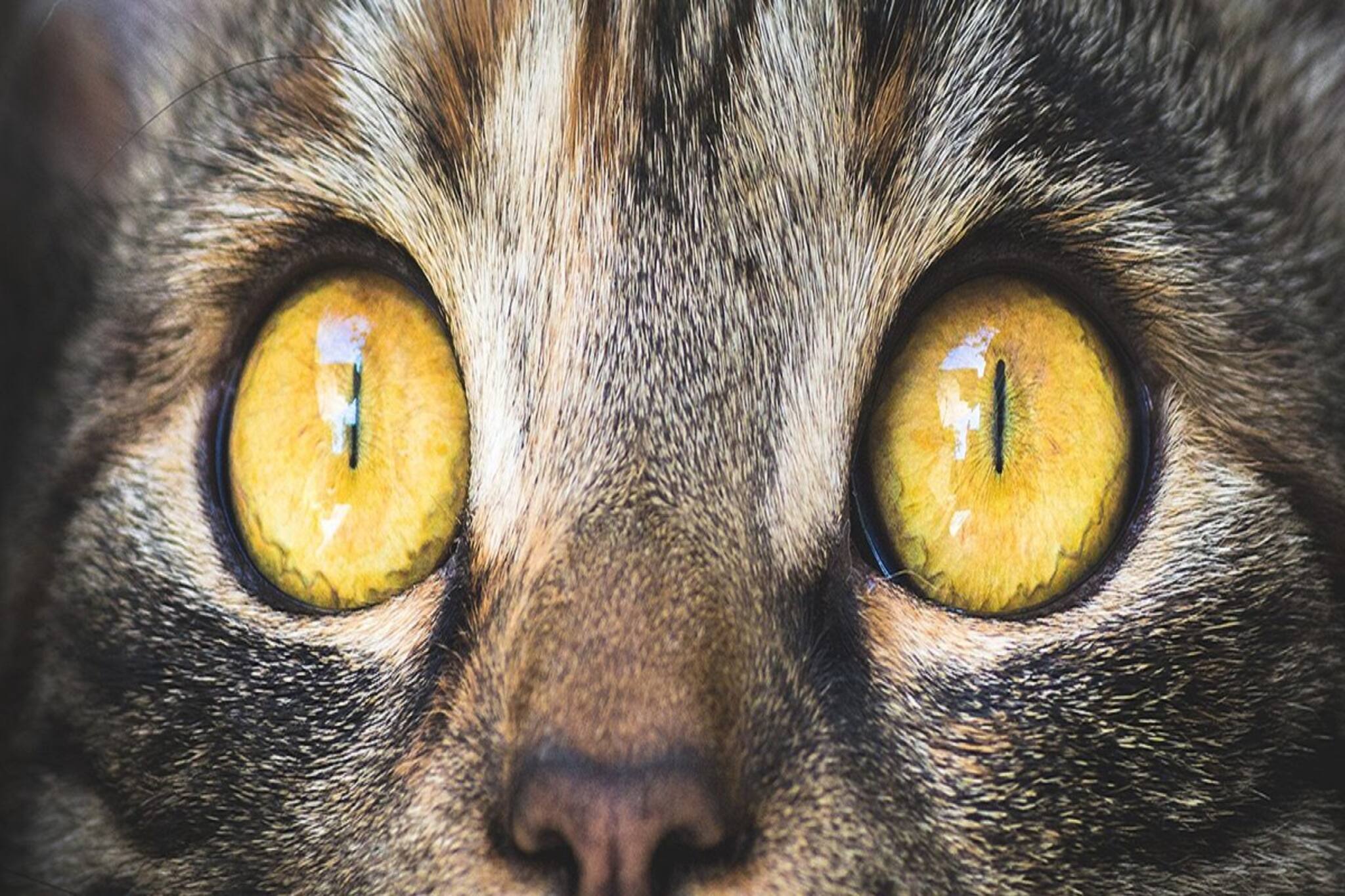 হাসপাতালে বিড়ালের রাজত্ব ! দেখুন সেই অস্বাস্থ্যকর পরিবেশের ছবি