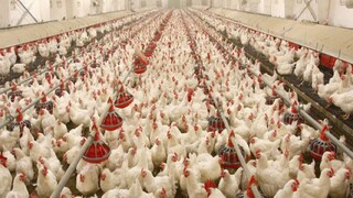 চিকেন নিয়ে চিন্তা! চিকেন নিয়ে চিন্তা!