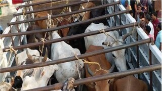 পরপর গাড়িতে ঠাসা গরু! পুলিশ আটক করল ২৫ জনকে - Photo- Represnetative 