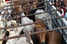 Cow: পরপর গাড়িতে ঠাসা গরু! পুলিশ আটক করল ২৫ জনকে