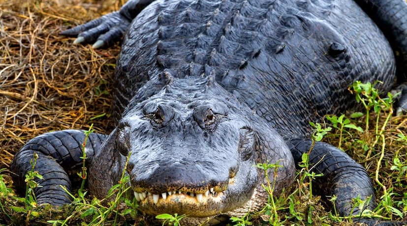 কোন্নগর ফেরিঘাট নৌকা পারের এক নৌকা চালক তিনি ফোনে ভিডিও করেছেন জলে মেছো কুমিরের ভেসে বেড়ানোর। তিনি দাবি করছেন তিনি একবার একসঙ্গে দুটি মেছো কুমিরকে জলে ভাসতে দেখেছেন যাদের দৈর্ঘ্য কম করে দশ ফুট এর থেকেও বেশি। তাই দেখে চোখ কপালে উঠেছিল যাত্রীদের।