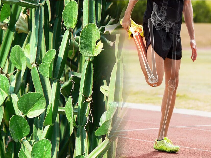 *তবে এটি ব্যবহার করার আগে, ডাক্তারের প্রয়োজনীয় পরামর্শ নিতে হবে। গর্ভাবস্থা, বুকের দুধ খাওয়ানো, উচ্চ রক্তচাপ, ডায়াবেটিসে আক্রান্ত ব্যক্তিদের এটি খাওয়ার আগে একজন ডাক্তারের সঙ্গে পরামর্শ করা উচিত। এটি খালি পেটে খাওয়া থেকে বিরত থাকা উচিত। এই ওষুধ খেলে বমি বমি ভাব হতে পারে। সংগৃহীত ছবি।