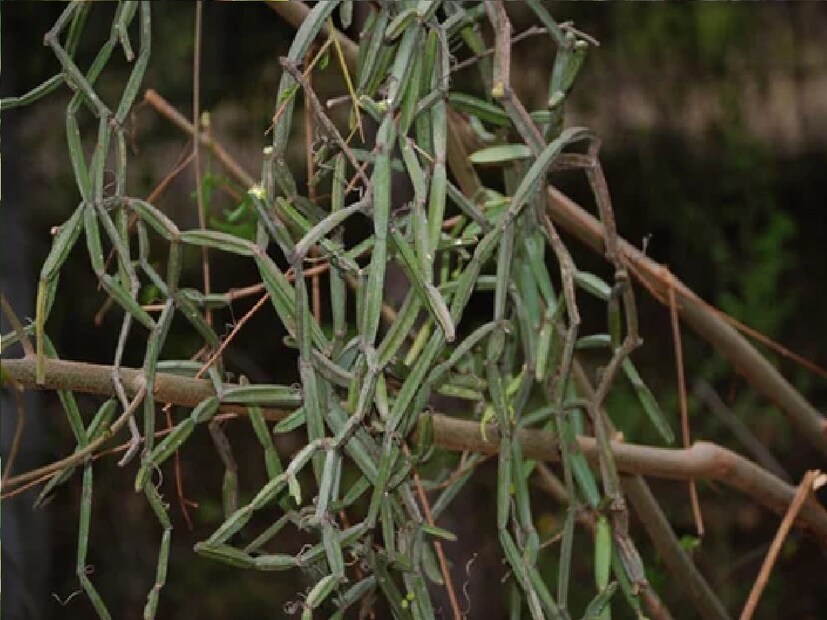 *হাড়জোড় এমনই একটি আয়ুর্বেদিক ওষুধ, যা ব্যবহার করে আমরা অনেক উপকার পেতে পারি। এটি হাড় জোড়া করতে ব্যবহার করা যেতে পারে। এ ছাড়াও হাতে ও পায়ের মোচ, আলসার এবং পেট সংক্রান্ত রোগ সারাতেও এর থেকে তৈরি ওষুধ ব্যবহার করতে পারেন যে কেউ। সংগৃহীত ছবি। 