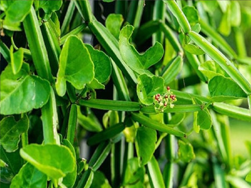 *এমন পরিস্থিতিতে দামি ওষুধের পরিবর্তে ব্যায়াম, আয়ুর্বেদ ইত্যাদি ওষুধের সাহায্য নেওয়াই ভাল। বিশেষ করে যে সমস্ত রোগে দীর্ঘদিন ওষুধ খেতে হয় সেক্ষেত্রে এদের সাহায্য নেওয়াই ভাল। সংগৃহীত ছবি। 