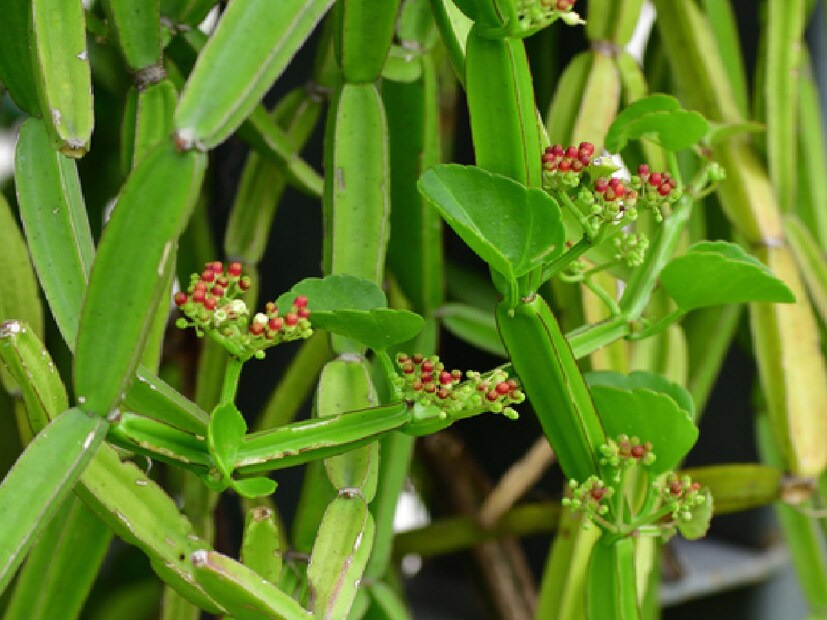 *দুধের সঙ্গে মিশিয়ে খাওয়া যেতে পারে। এ ছাড়া হাড়জোড় পাউডার দুধের সঙ্গে মিশিয়ে পান করলেও তা ভাঙা হাড় সারাতে সাহায্য করে। হাড়জোড় পেটের রোগ নিরাময়েও সাহায্য করে। সংগৃহীত ছবি। 