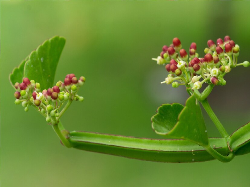 *১০ থেকে ১৫ মিলি হাড়জোড়ের রস ঘি দিয়ে পান করতে হবে। এর রসে তিসির তেল মিশিয়ে আক্রান্ত স্থানে লাগিয়ে বেঁধে নিতে হবে। এর সাহায্যে ভাঙা হাড় জোড়া লাগতে পারে। সংগৃহীত ছবি। 