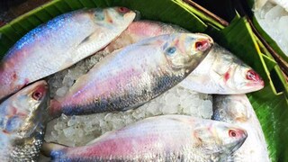 দাম বাড়ছে সদ্য ওঠা ইলিশের